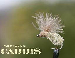 caddis